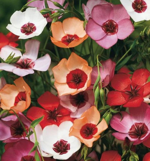 West Coast Seeds - Flowers - Assorted