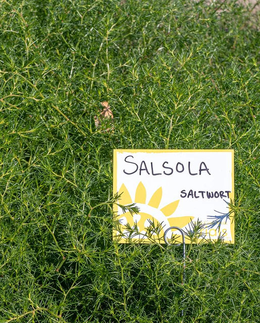 West Coast Seeds - Misc Greens