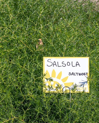 West Coast Seeds - Misc Greens