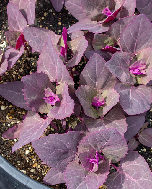 West Coast Seeds - Misc Greens