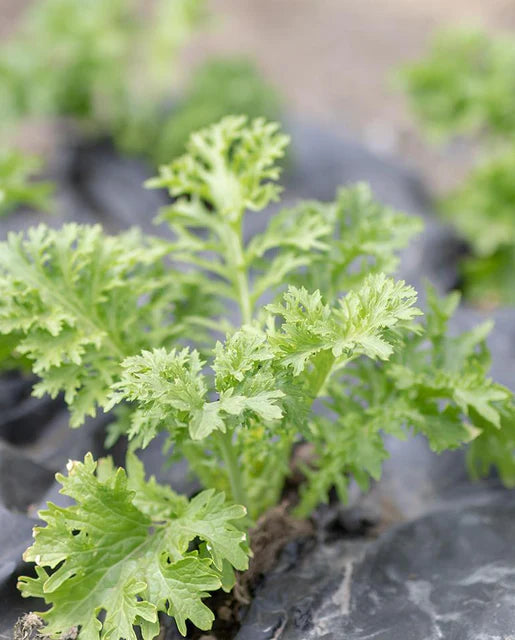 West Coast Seeds - Misc Greens