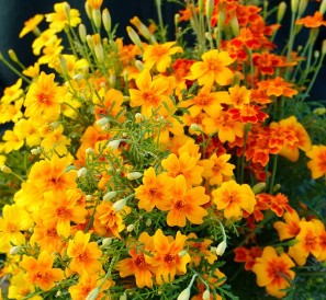 West Coast Seeds - Flowers - Assorted