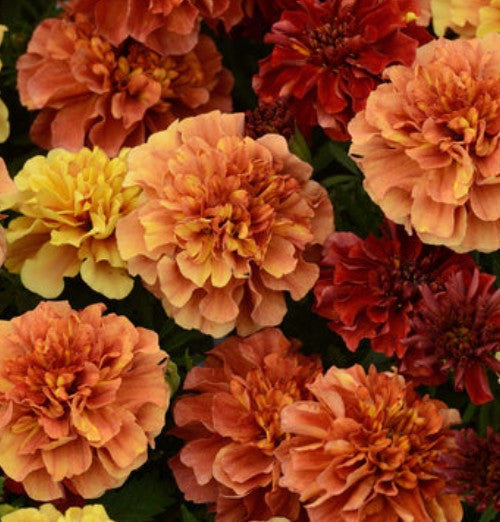West Coast Seeds - Flowers - Assorted