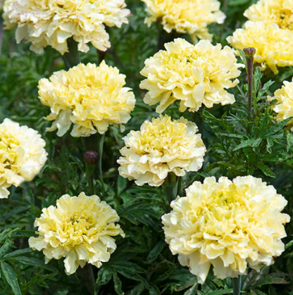 West Coast Seeds - Flowers - Assorted