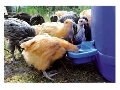 Maxi-Cup - Poultry Drinker - 0.5L
