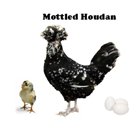 Chicks-Pullets - 2026 Shipment 5 - Pick up - June 2nd, 2026