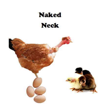 Chicks-Pullets - 2026 Shipment 3 - Pick Up - April 21, 2026