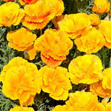 West Coast Seeds - Flowers - Poppies