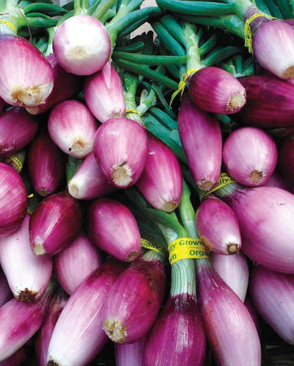 West Coast Seeds - Onions