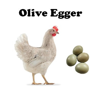 Chicks-Pullets - 2026 Shipment 3 - Pick Up - April 21, 2026