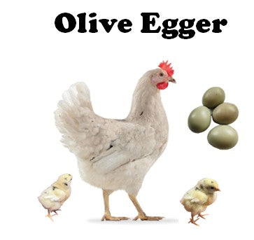 Chicks-Pullets - 2026 Shipment 2 - Pick Up - April 7, 2026