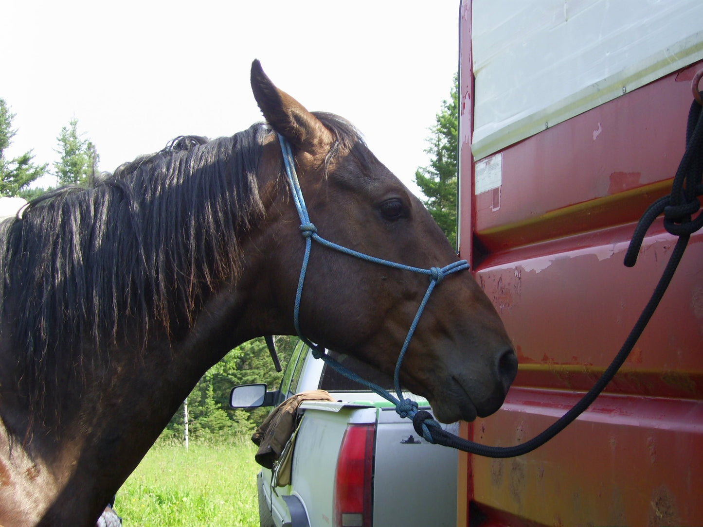 Burwash - Marine 1/4" Line - Horse Rope Halter - Draft/Heavy Horse