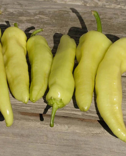 West Coast Seeds - Peppers