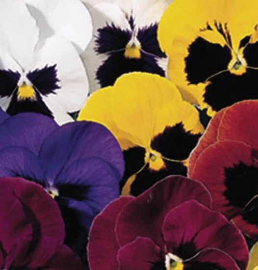 West Coast Seeds - Flowers - Assorted