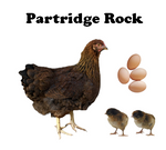 Chicks - Pullets - 2025 Shipment 1 - Arriving March 18 2025