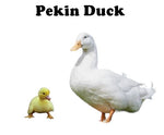 Ducklings-UNSEXED - 2024 Shipment 1 - Arriving Tentatively May 8th, 2024