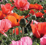 West Coast Seeds - Flowers - Poppies