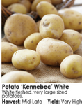 Seed Potatoes - Arriving in April