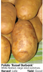 Seed Potatoes - Arriving in April