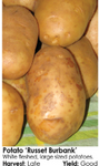 Seed Potatoes - Arriving in April