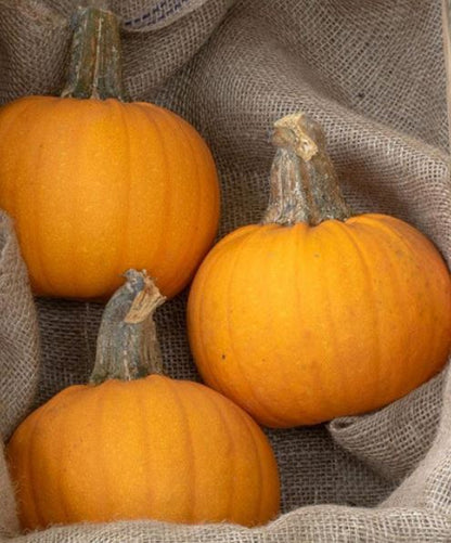 West Coast Seeds - Squash/Pumpkin