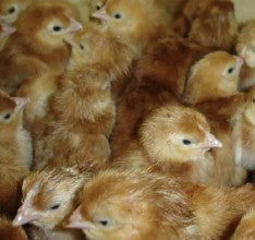 U of A - Heritage - Rhode Island Red - Chicks - UNSEXED - Shipment 2 - May 20, 2026