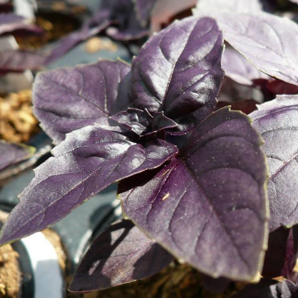 Fothergill's Seeds - Herbs