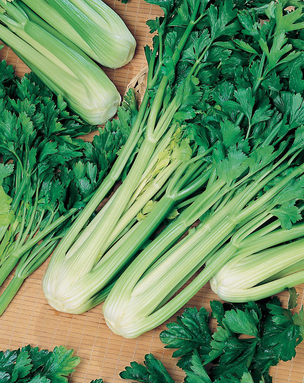 Fothergill's Seeds - Vegetables (1)