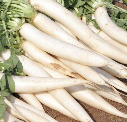 West Coast Seeds - Radish