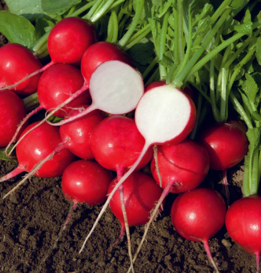West Coast Seeds - Radish