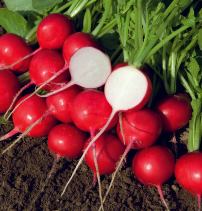 West Coast Seeds - Radish