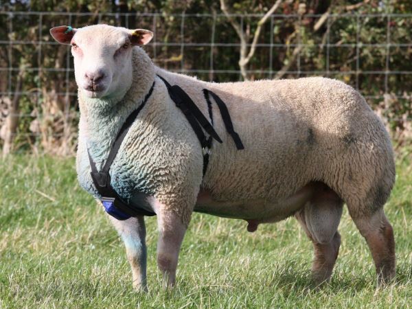 Ram Wearing Nylon Marking Harness