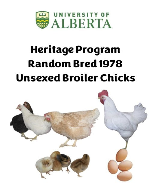 U of A - Heritage - Random Bred 1978 - (Meat) Chicks - UNSEXED - Shipment 1 - April 15, 2026