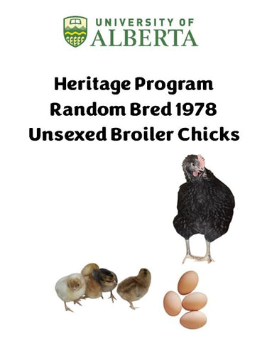 U of A - Heritage - Random Bred 1978 - Chicks - UNSEXED - Shipment 2 - May 20, 2025