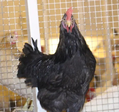 U of A - Heritage - Random Bred 1978 (Meat) - Chicks - UNSEXED - Shipment 2 - May 20, 2026