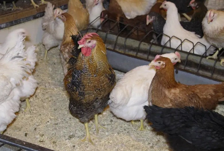 U of A - Heritage - Random Bred 1978 (Meat) - Chicks - UNSEXED - Shipment 2 - May 20, 2026