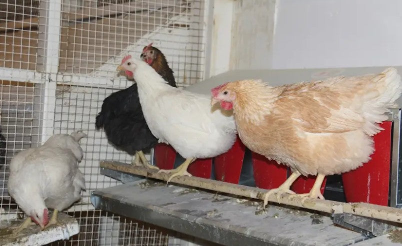 U of A - Heritage - Random Bred 1978 (Meat) - Chicks - UNSEXED - Shipment 2 - May 20, 2026