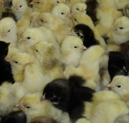 U of A - Heritage - Random Bred 1978 (Meat) - Chicks - UNSEXED - Shipment 2 - May 20, 2026