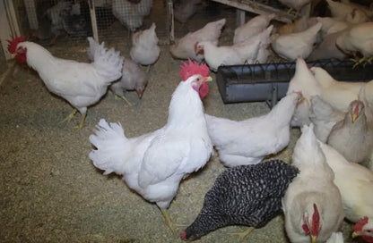U of A - Heritage - Random Bred 1978 (Meat) - Chicks - UNSEXED - Shipment 2 - May 20, 2026