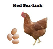 May 24, 2026 - Point of Lay (17wk old) - Pullets - Shipment 1