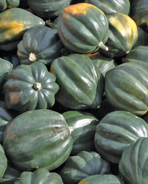 West Coast Seeds - Squash/Pumpkin