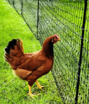 RentACoop - Non-Electric Poultry Boundary Fencing