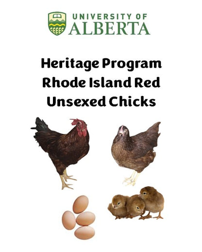 U of A - Heritage - Rhode Island Red - Chicks - UNSEXED - Shipment 2 - May 20, 2026