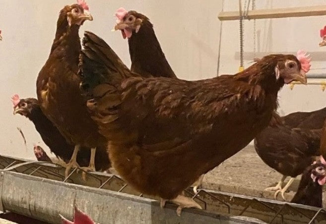 U of A - Heritage - Rhode Island Red - Chicks - UNSEXED - Shipment 2 - May 20, 2026