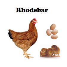 Chicks-Pullets - 2026 Shipment 3 - Pick Up - April 21, 2026