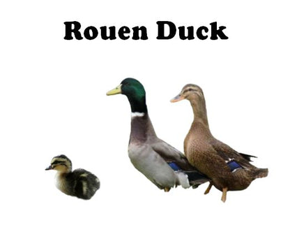 Ducklings-UNSEXED - Shipment 2 - Arriving June 10th, 2026