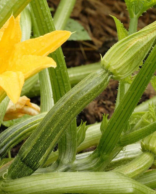 West Coast Seeds - Squash/Pumpkin