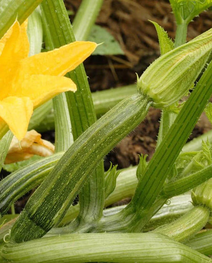 West Coast Seeds - Squash/Pumpkin