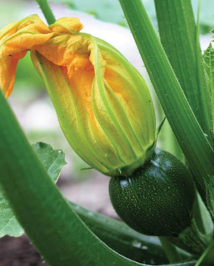 West Coast Seeds - Squash/Pumpkin