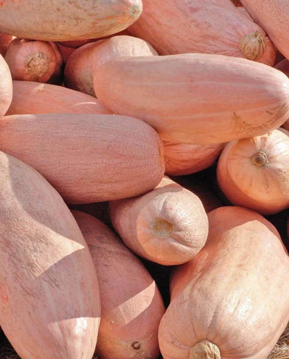 West Coast Seeds - Squash/Pumpkin